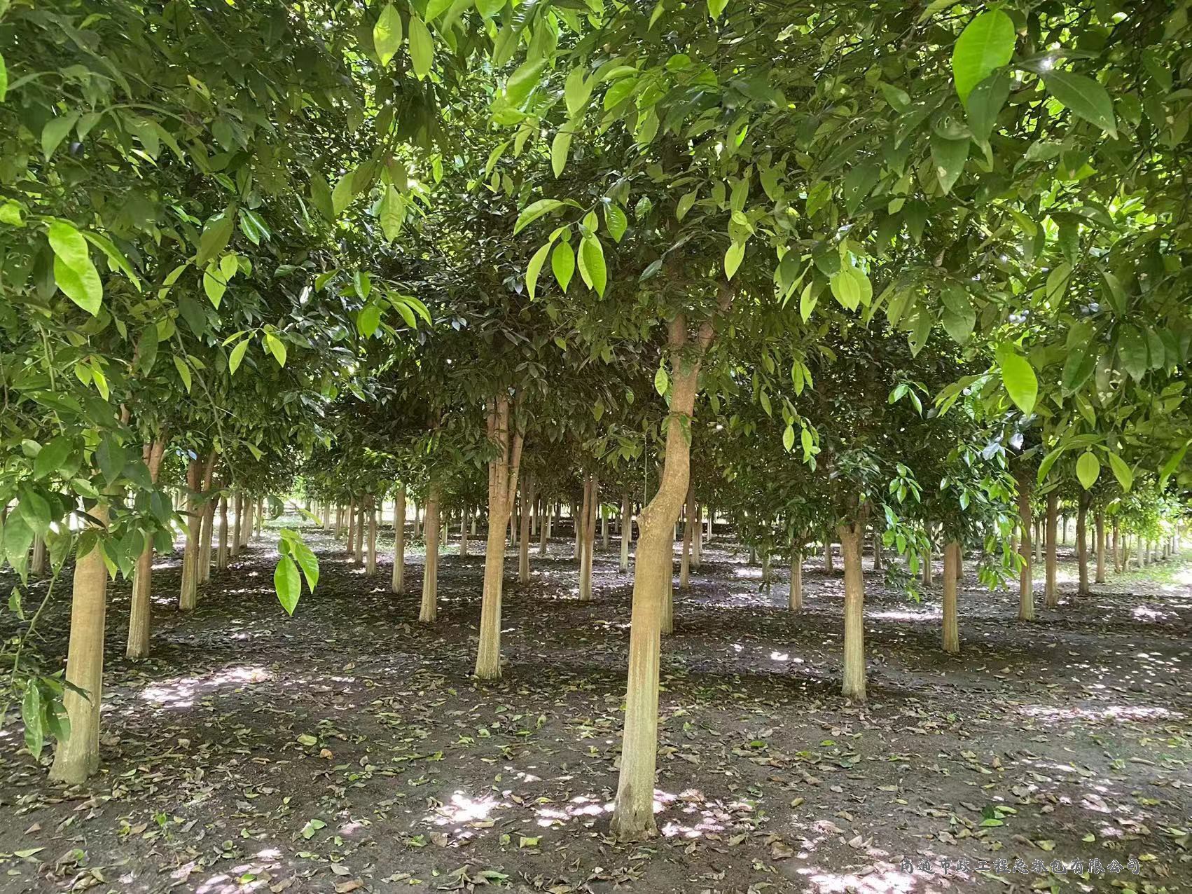 香櫞樹（直徑約8至12厘米，約3000棵）